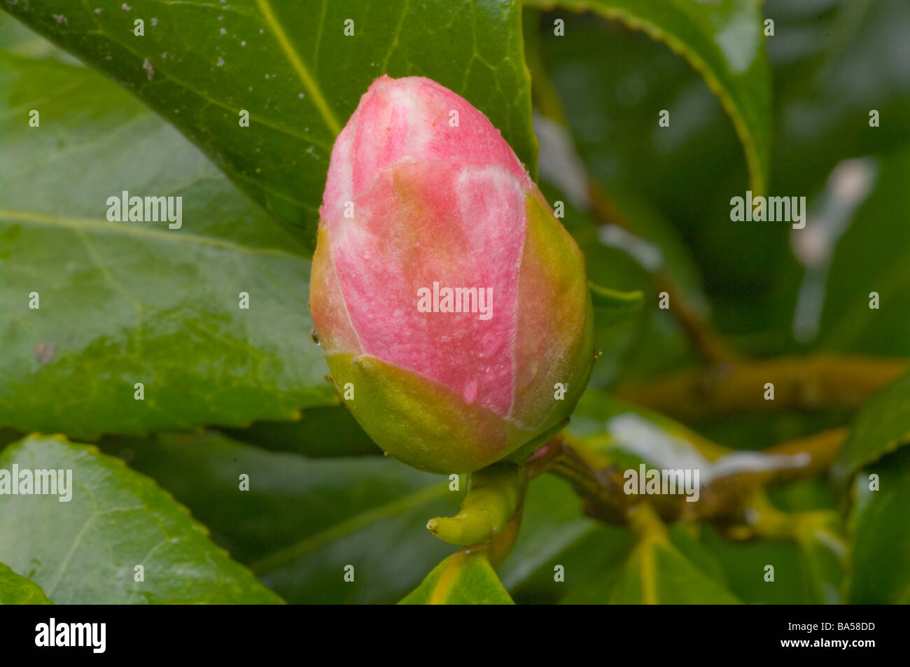 Bud Of A Pink and White Camellia Japonica Spring Camellias Stock Photo