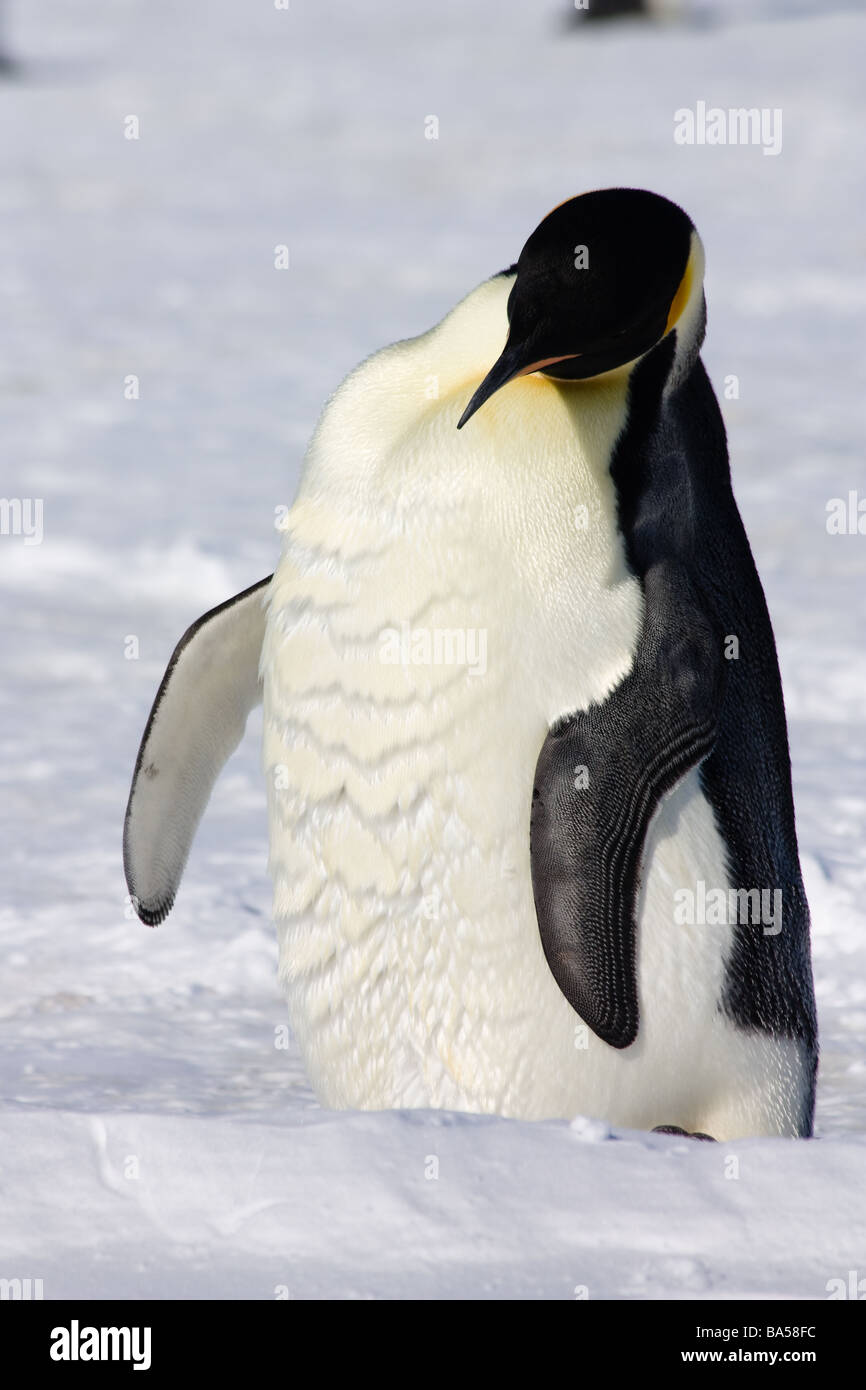 Emperor Penguin cooling off in the sunny summer day in the rookery at Snow Hill Island, Antarctica Stock Photo