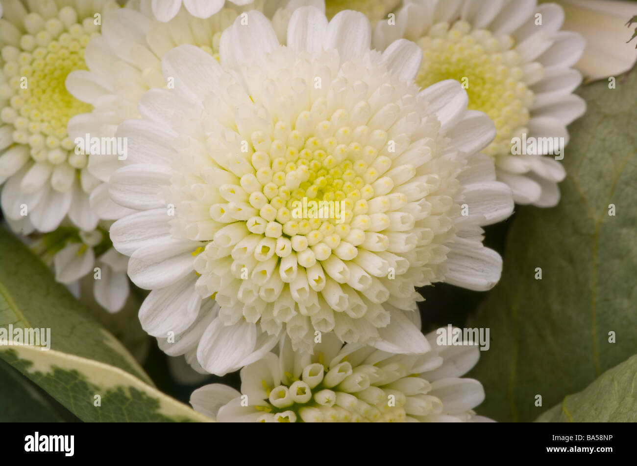 Small white chrysanthemum hi-res stock photography and images - Alamy