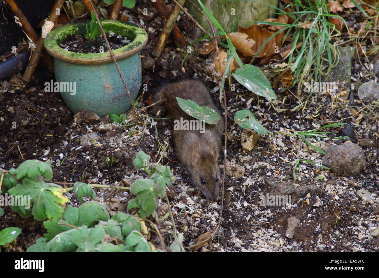 Rat waste hires stock photography and images Alamy
