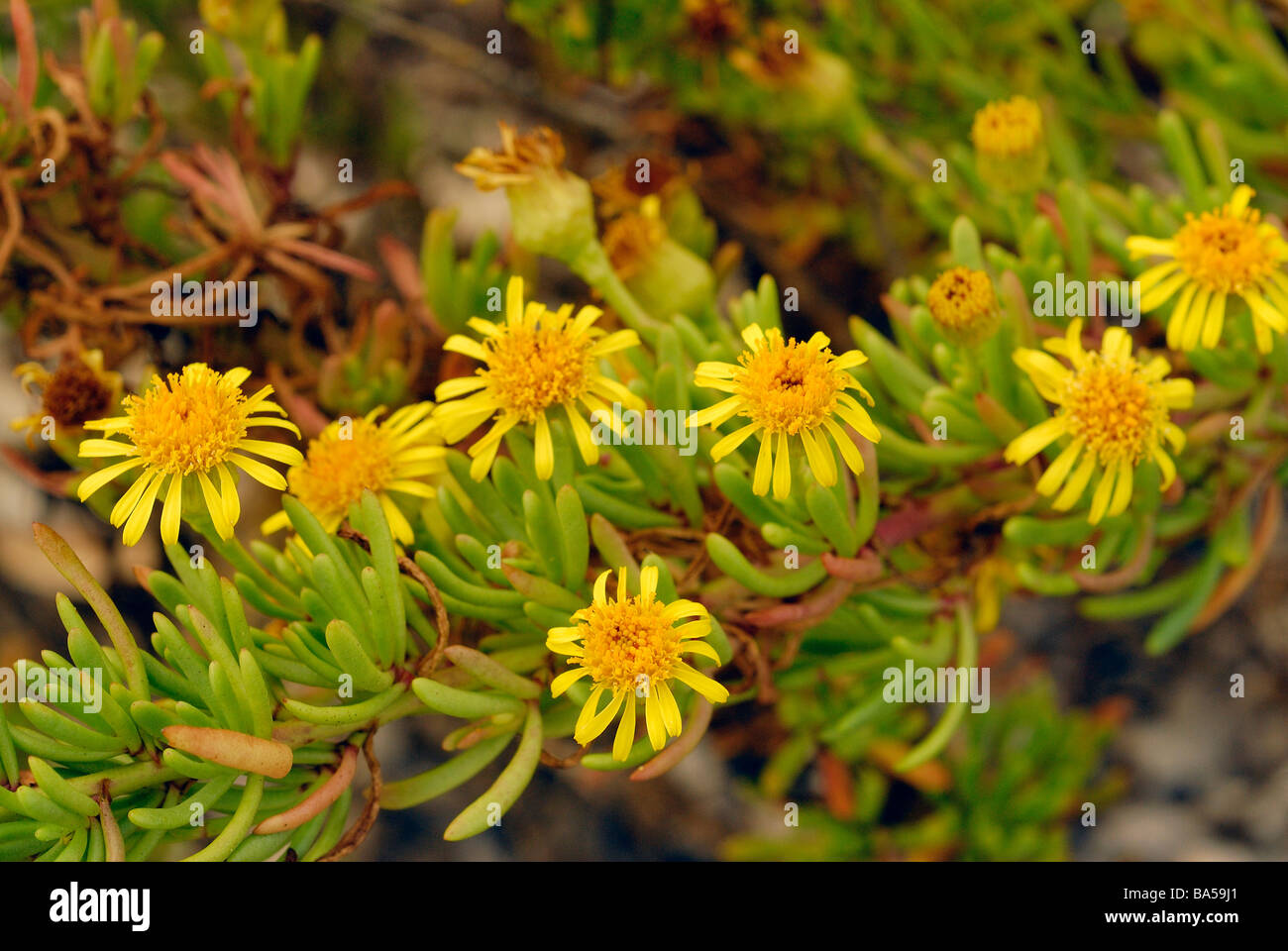 Inula marina, Asteraceae, Putzu Idu dune, Oristano Sardinia, Italy Stock Photo
