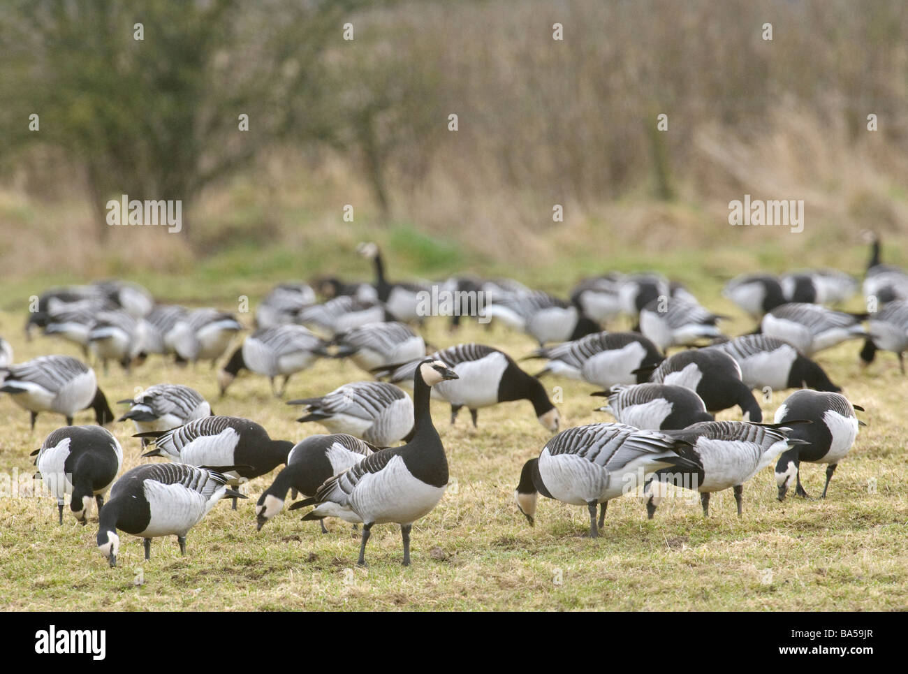 Flock of barnacle geese Branta leucopsis grazing Mersehead RSPB reserve in Dumfries shire Scotland February Stock Photo