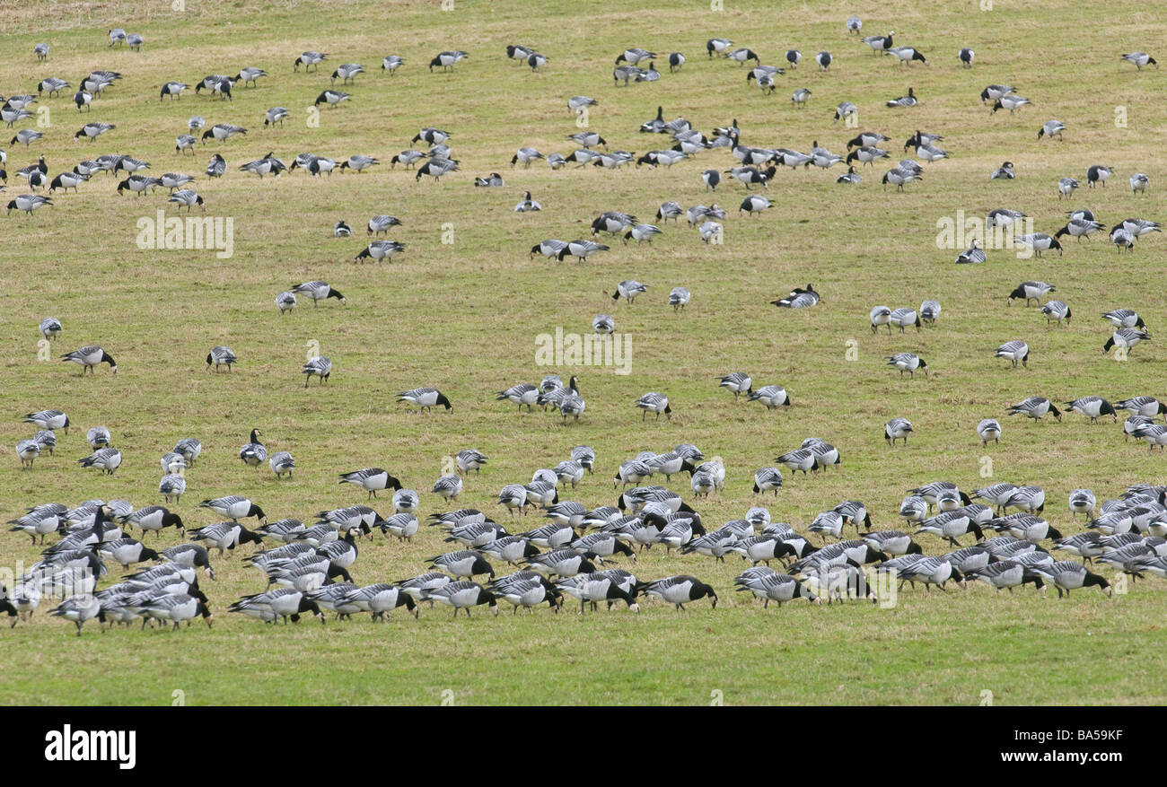 Flock of barnacle geese Branta leucopsis grazing in sheep pasture Dumfries shire Scotland February Stock Photo