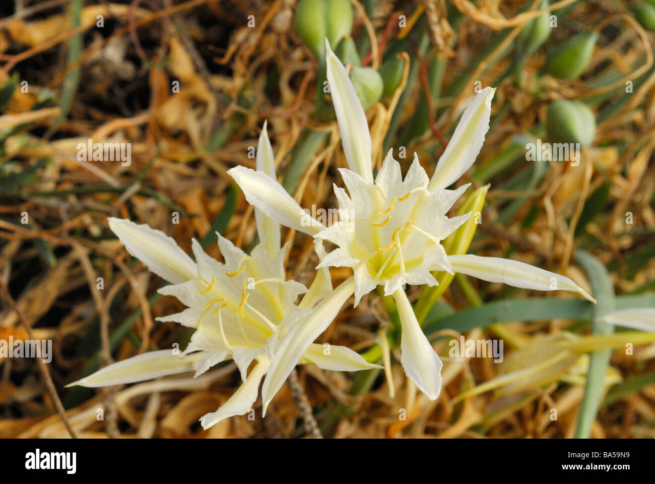 Sea Daffodill Pancratium maritimum, giglio di mare, Amarillidaceae, Putzu Idu dune, Oristano Sardinia, Italy Stock Photo