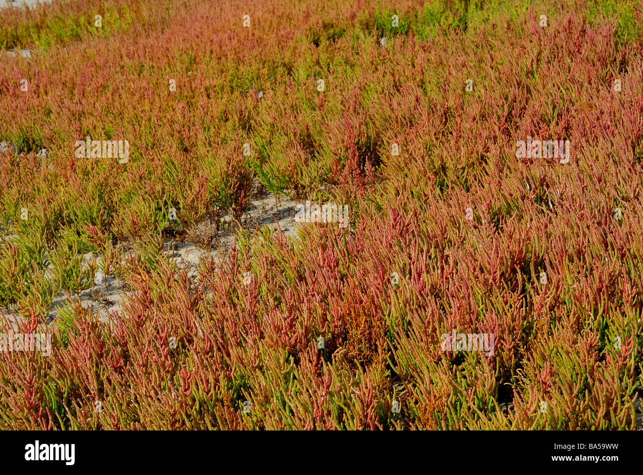 Glasswort  Salicornia fruticosa, Amaranthaceae, Putzu Idu pond, Oristano Sardinia, Italy Stock Photo