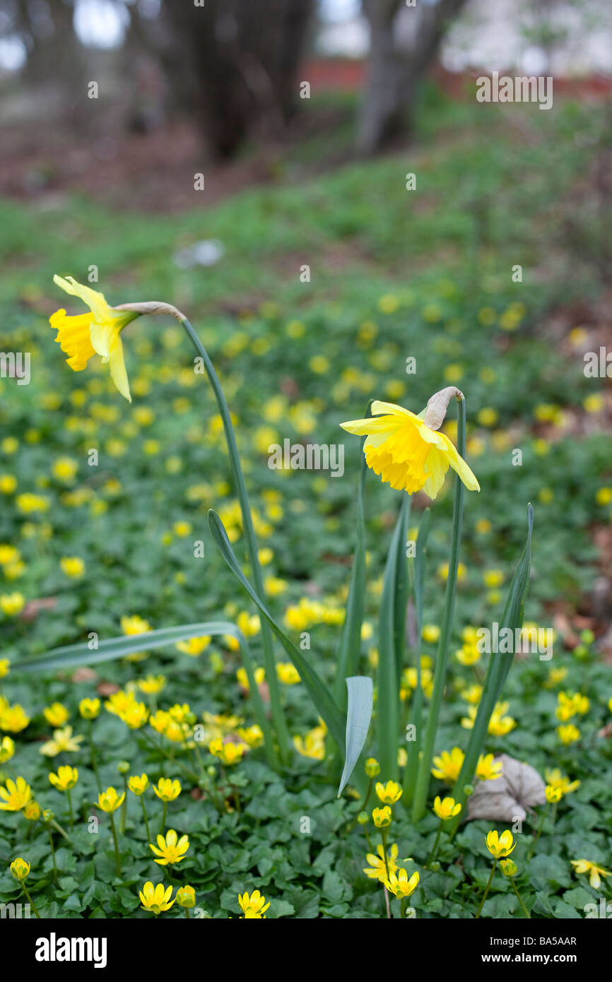 Buttercup yellow daffodils hires stock photography and images Alamy