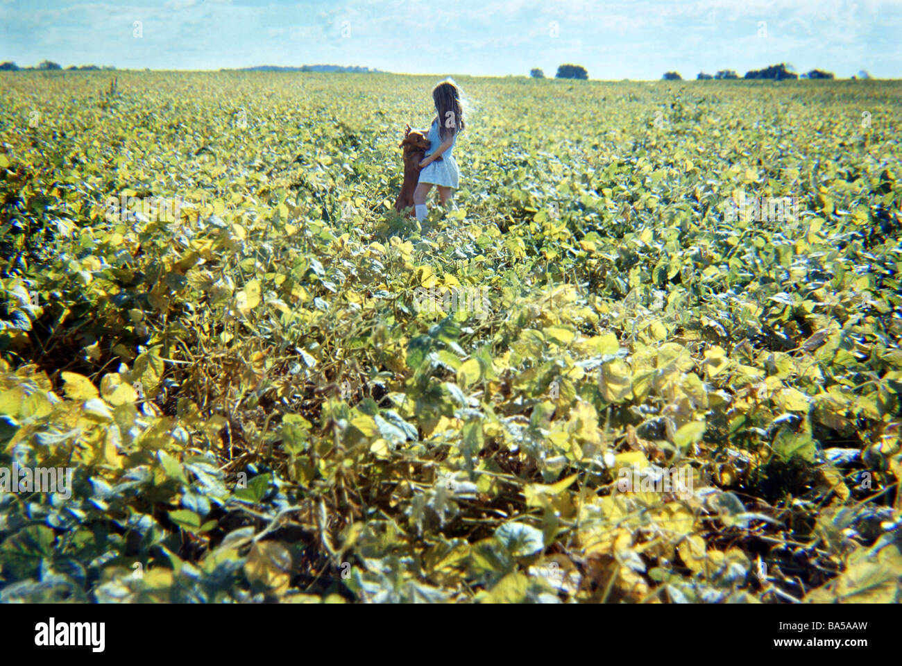 Girl and Dog Playing in Soybean Field Stock Photo Alamy