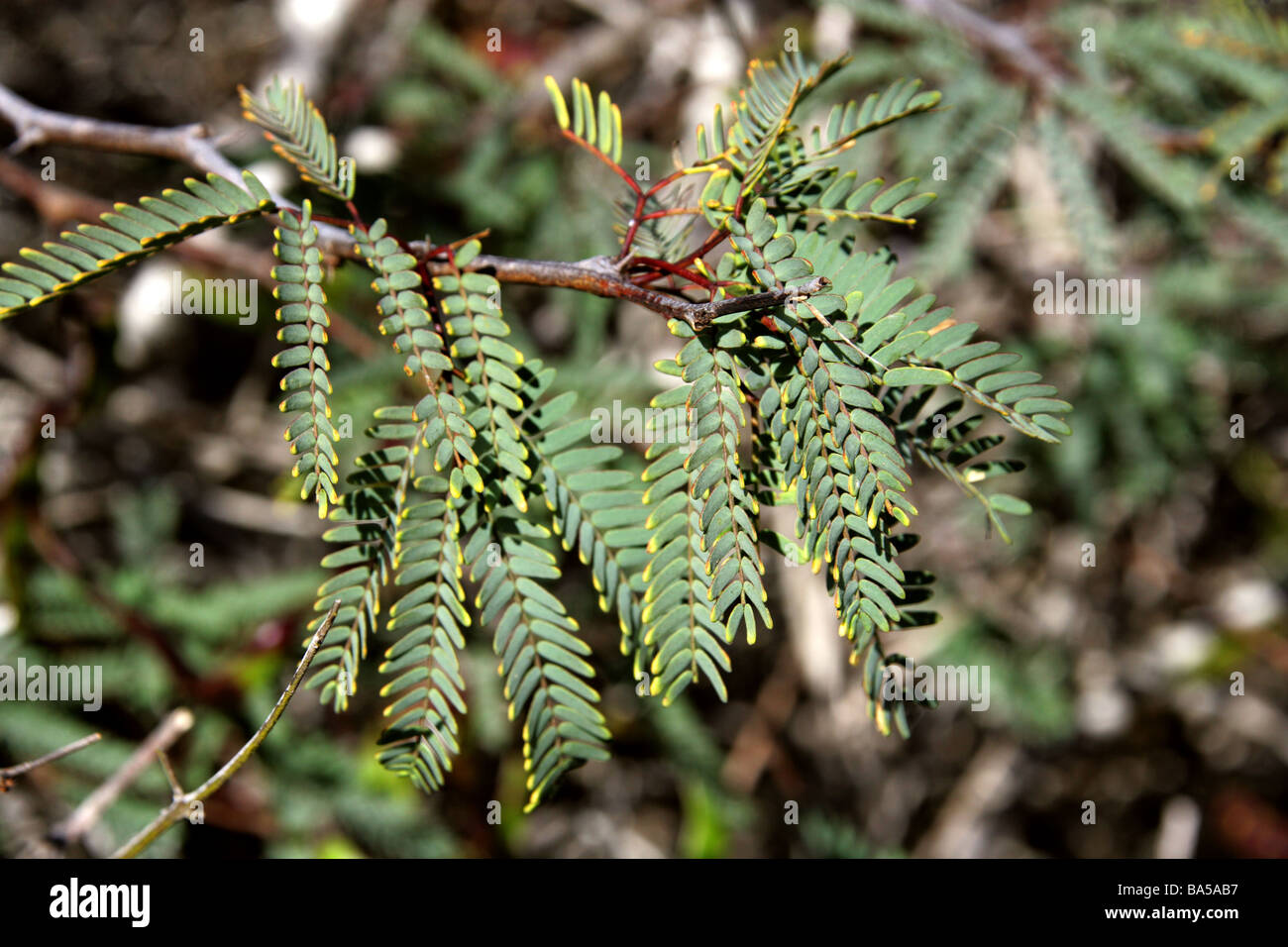 Galapagos Honey Mesquite, Prosopis juliflora, Fabaceae, Espanola Island, Galapagos Islands, Ecuador, South America Stock Photo