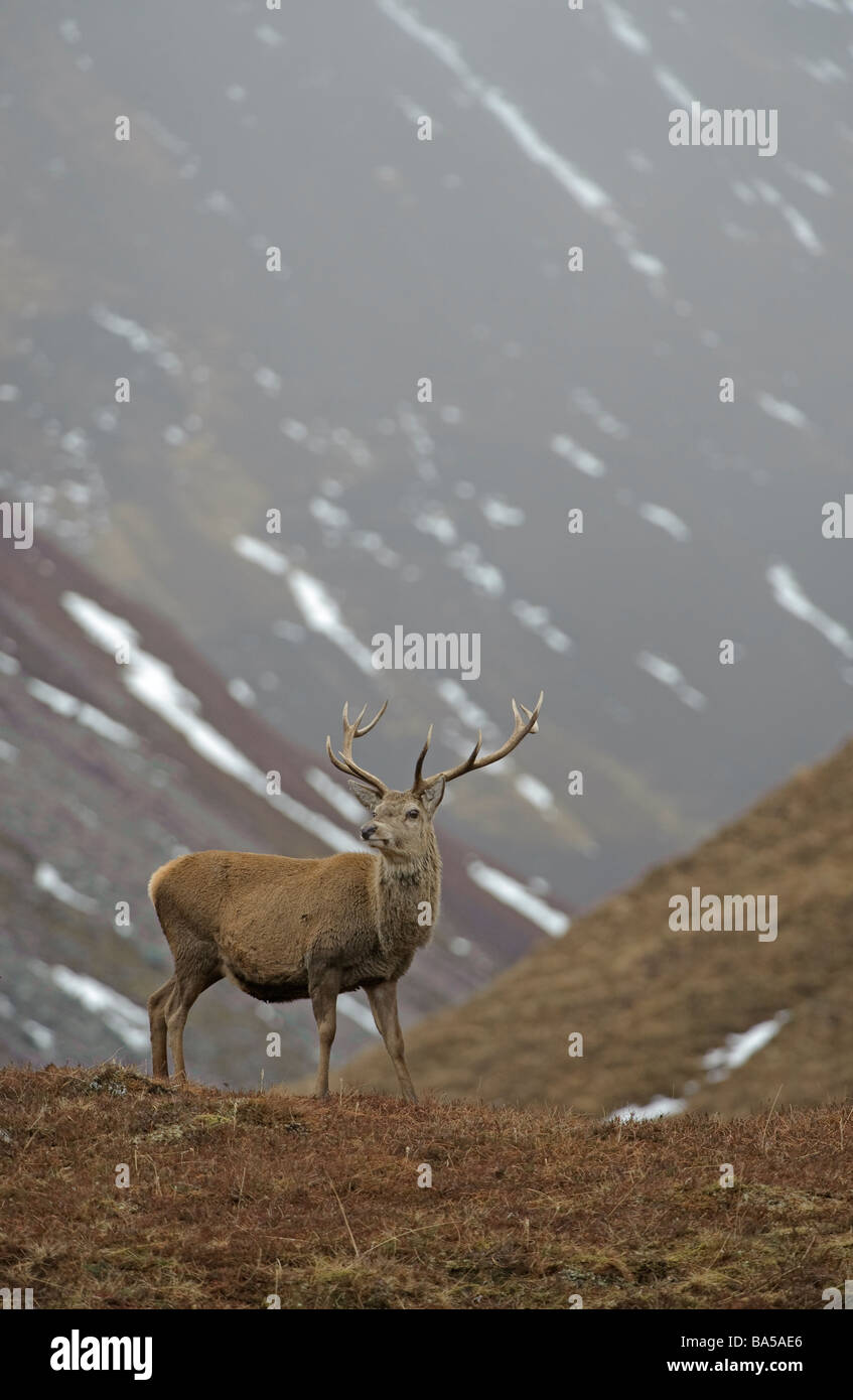 Red deer Cervus elephas stag in winter glen Alladale Sutherland Scotland February Stock Photo
