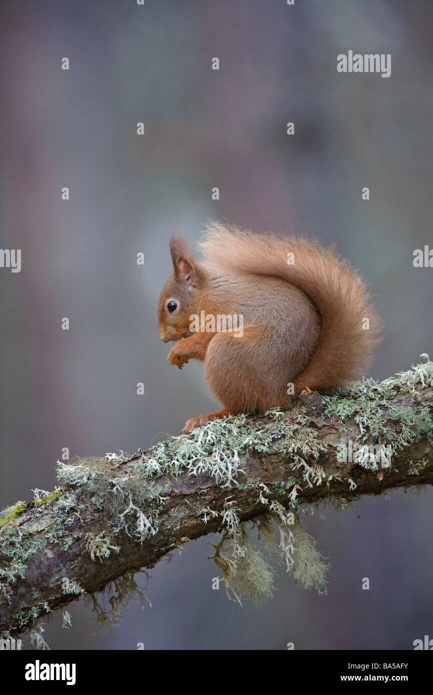 Red squirrel Sciurus vulgaris in Caledonian pine forest in winter Speyside Scotland February Stock Photo