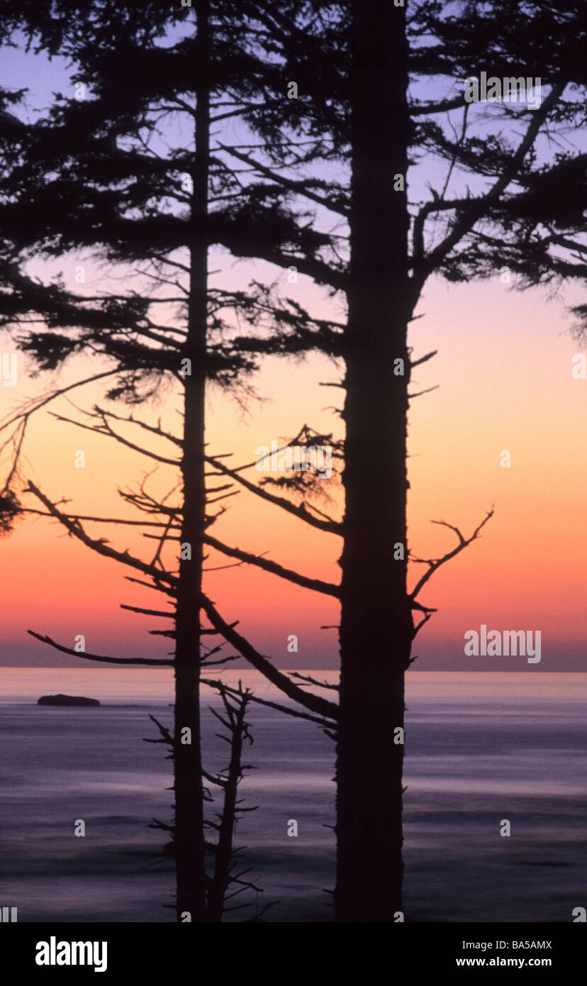Vertical silhouette trees shore hi-res stock photography and images - Alamy