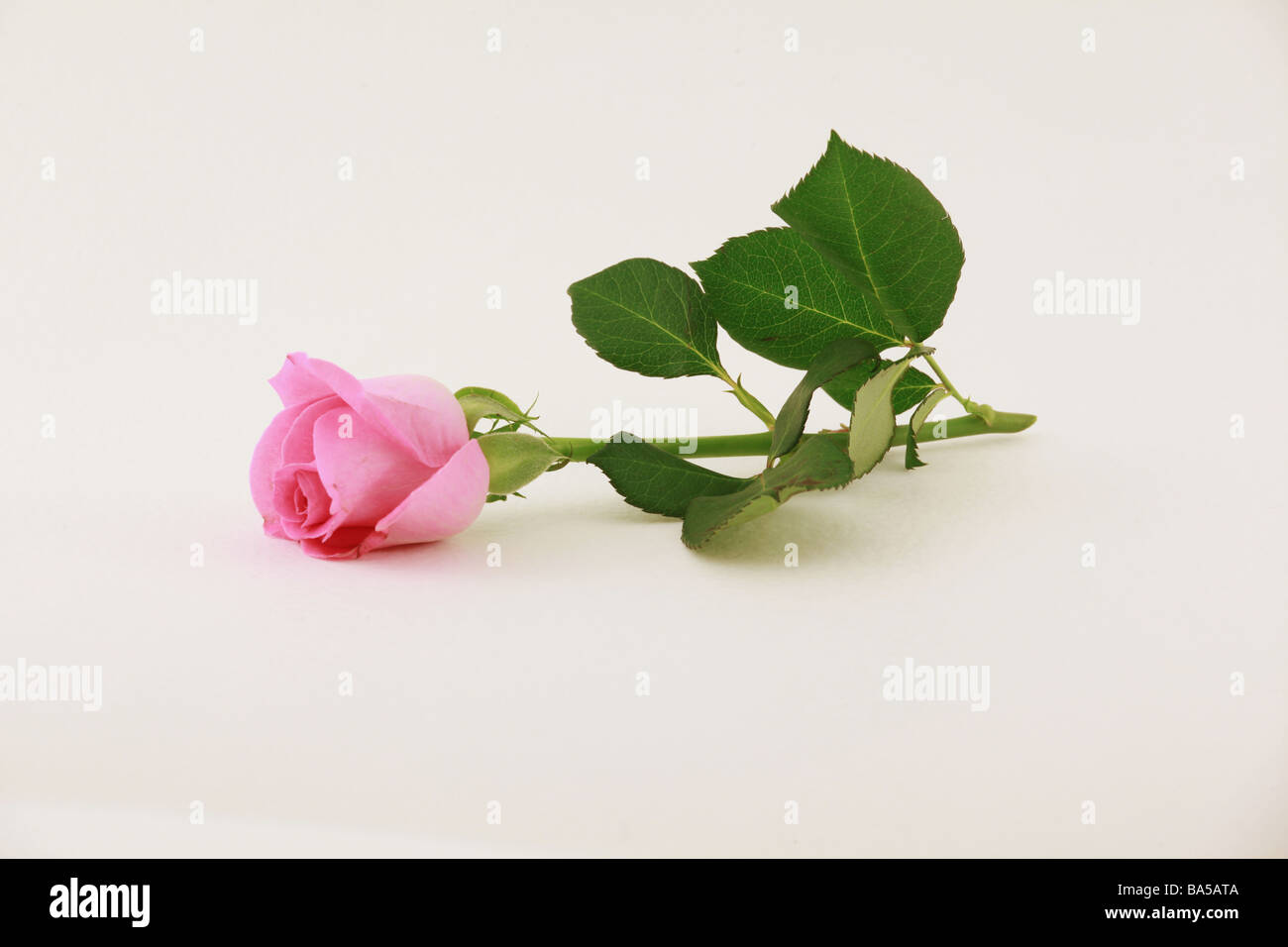 Pink Rose Cut Flower Stock Photo