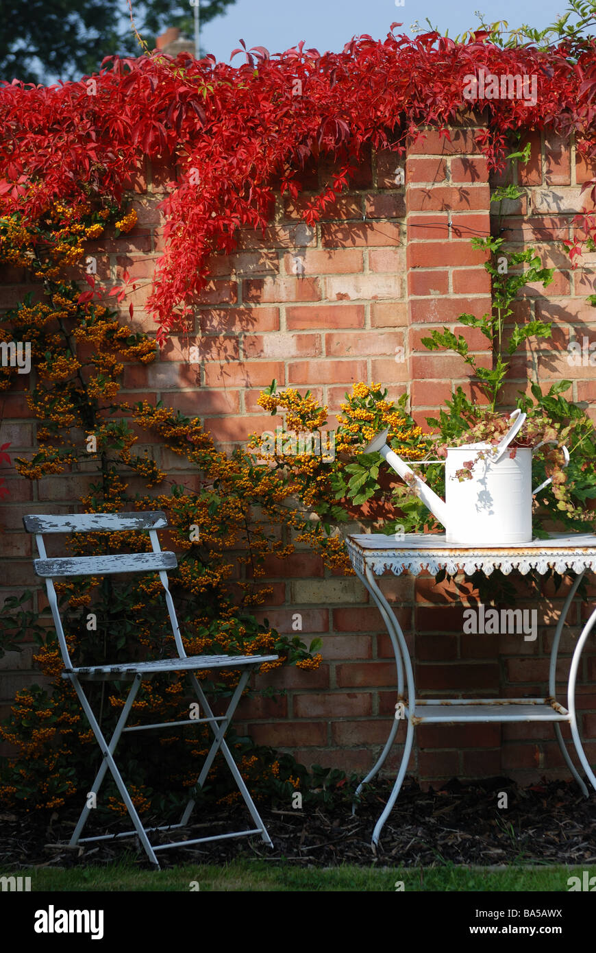 VIRGINIA CREEPER AND PYRACANTHA GROWING ON WALL IN GARDEN WITH TABLE AND CHAIRS IN FOREGROUND Stock Photo