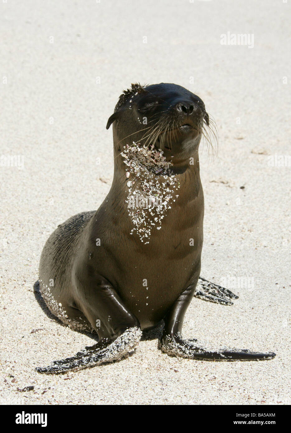 Galapagos Sea Lion Pup, Zalophus wollebaeki, Espanola Island, Galapagos Archipelago, Ecuador Stock Photo