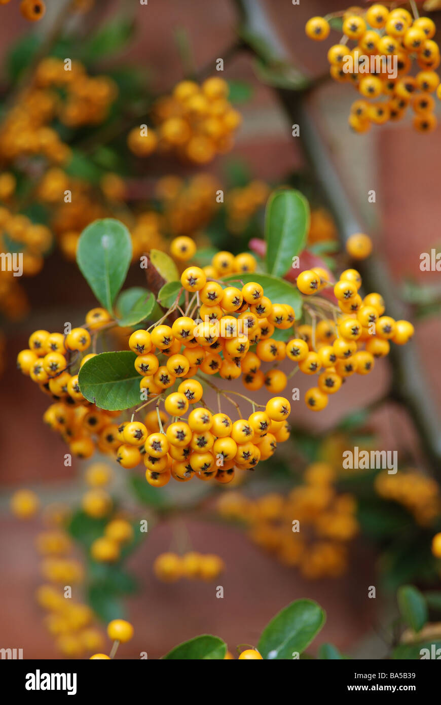 ORANGE BERRY PYRACANTHA GROWING ON WALL IN GARDEN Stock Photo
