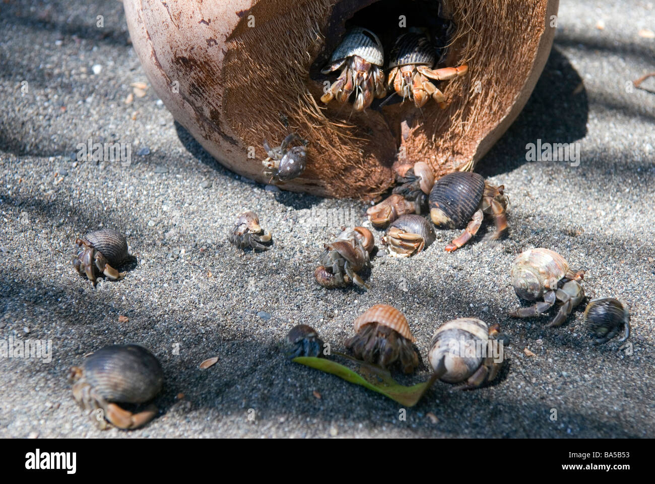 Hermit crabs in a coconut shell on a beach on Osa Peninsula Stock Photo Alamy