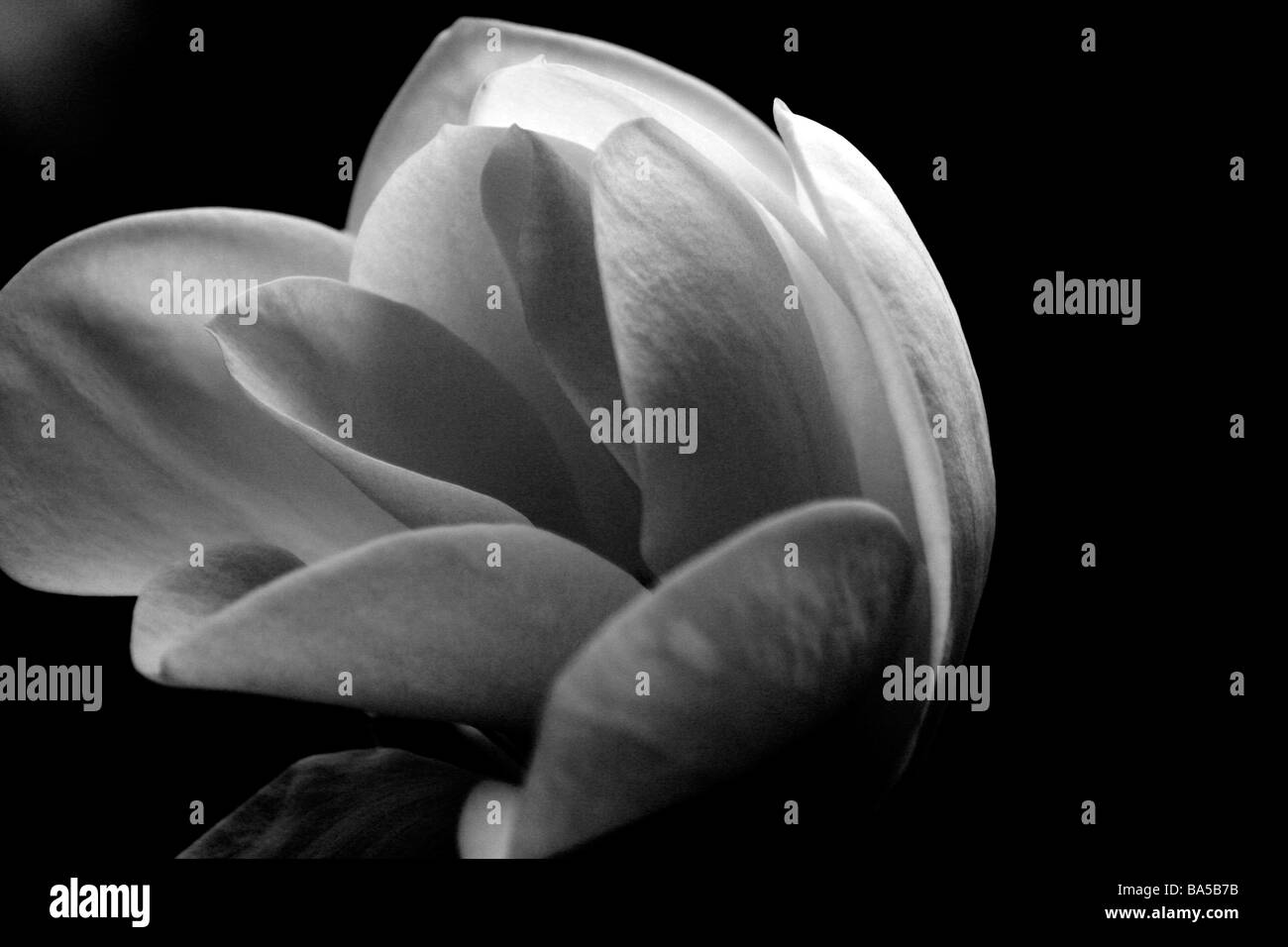 This striking image shows the gorgeous form of the Camellia flower on a black background. Stock Photo