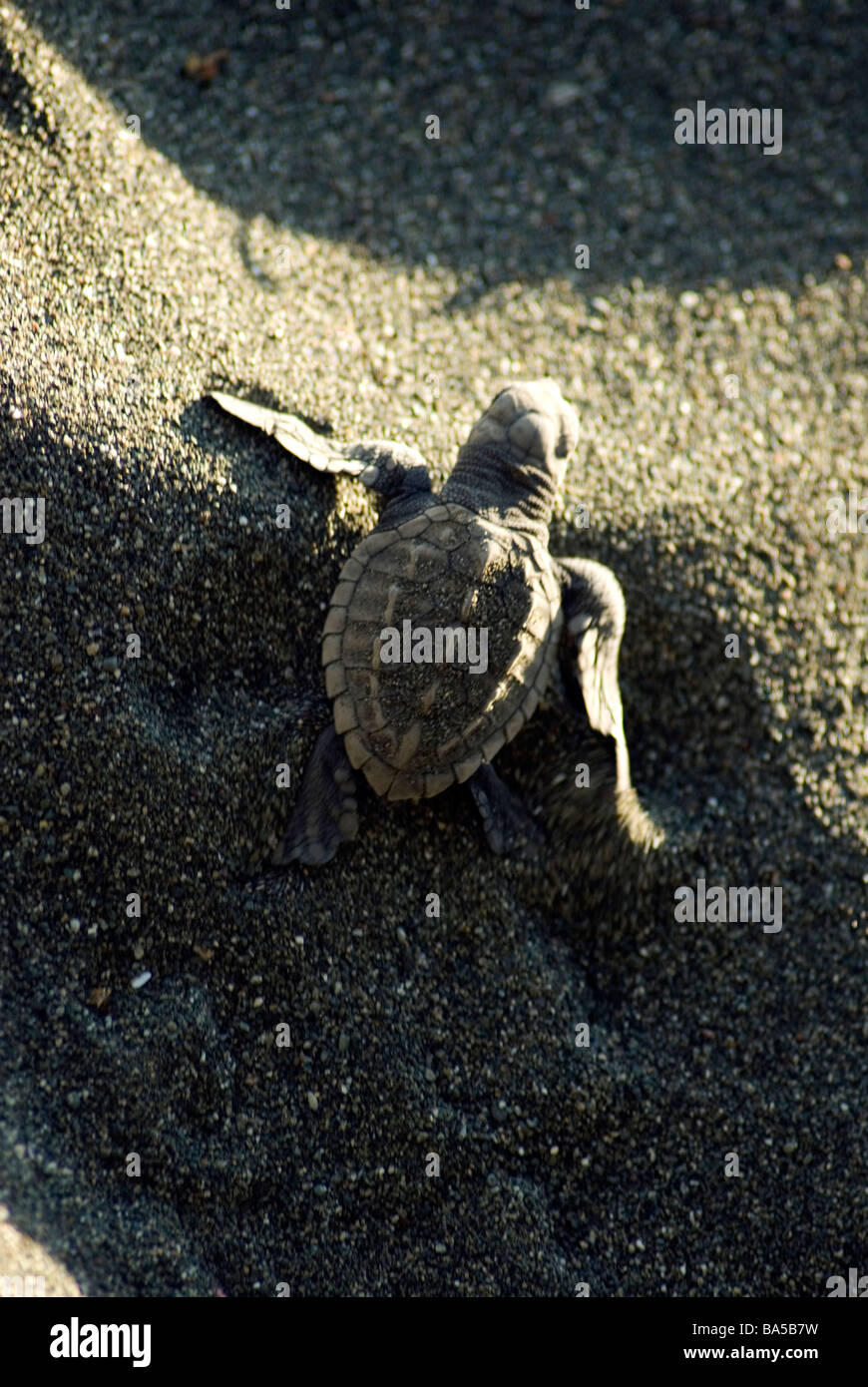 A green turtle hatchling flips frantically towards the ocean in Corcovado National Park Stock Photo