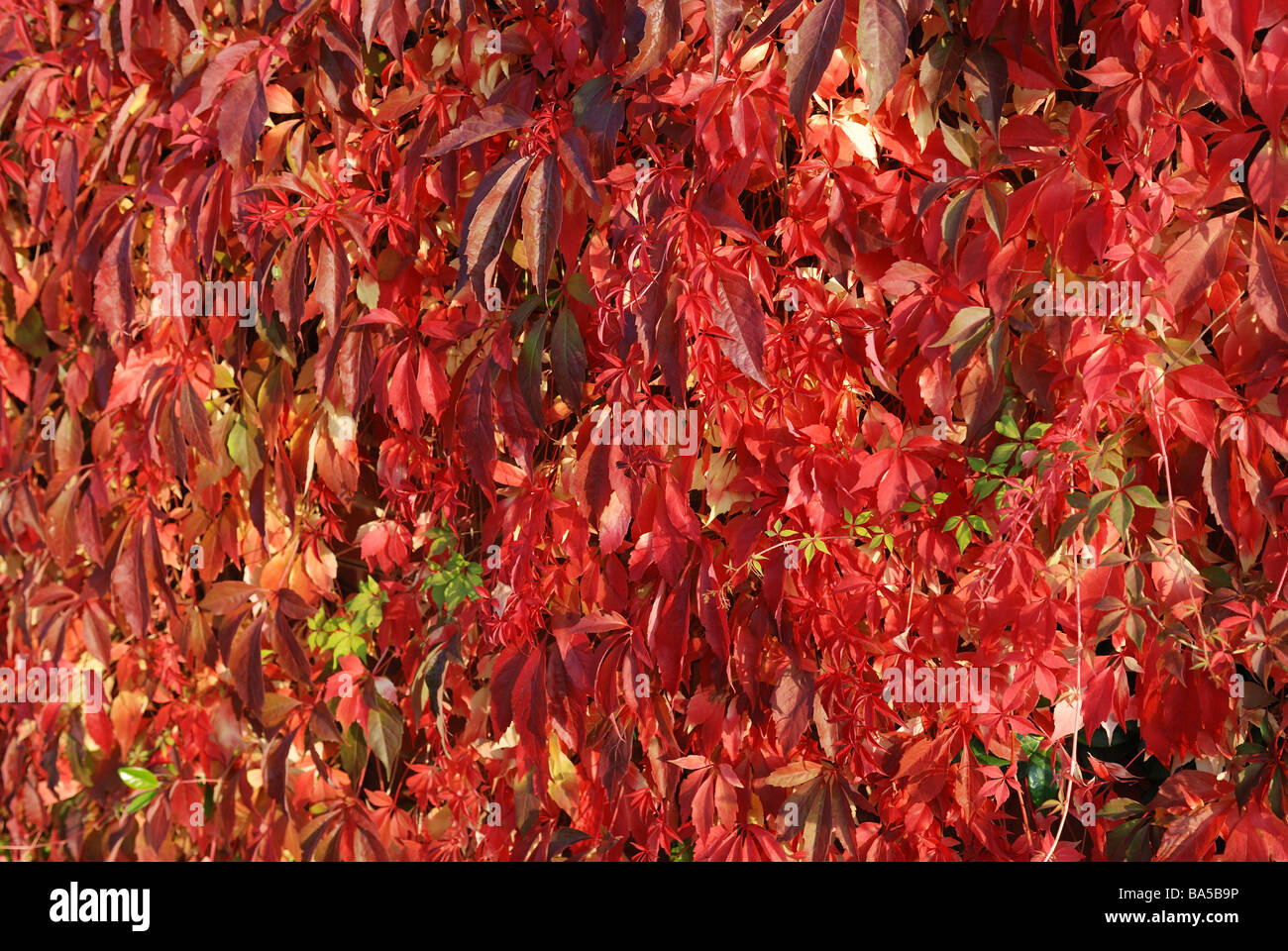 Virginia Creeper | lupon.gov.ph