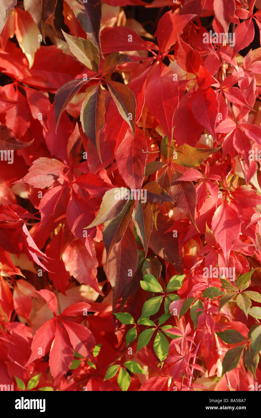 VIRGINIA CREEPER GROWING ON WALL IN GARDEN Stock Photo Alamy