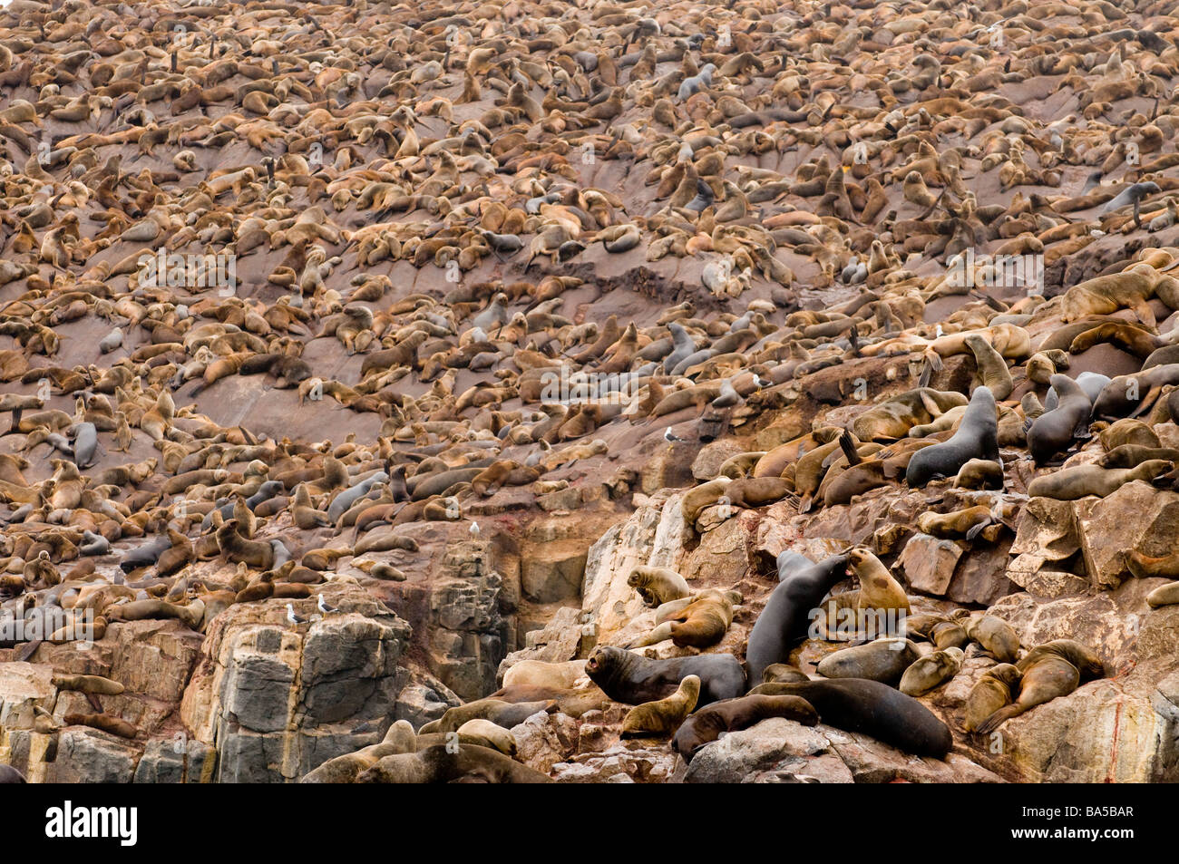 SOUTH AMERICAN SEALION Otaria flavescens byronia Palomino Islands Callao Lima Peru WILD Stock Photo