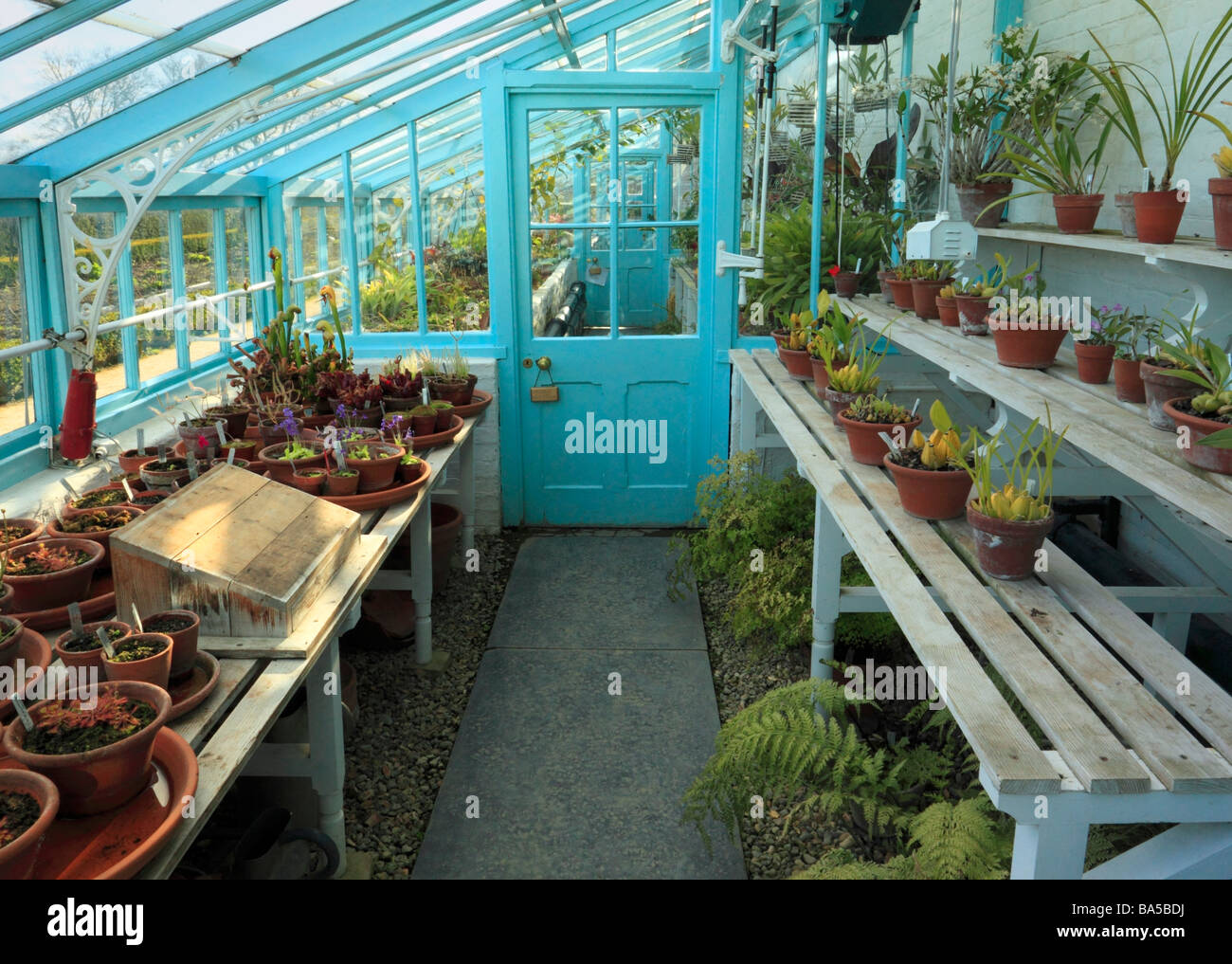 Inside the greenhouse in the grounds of Down house former home of Charles Darwin. Downe, Kent, England, UK. Stock Photo