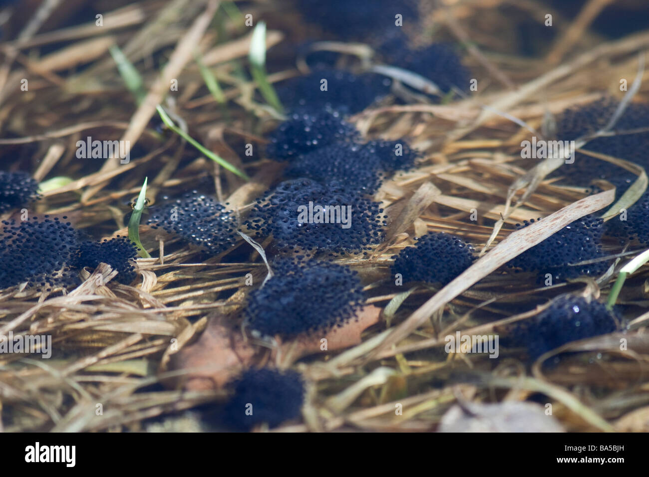 Frog eggs incubating in a local pond. Stock Photo