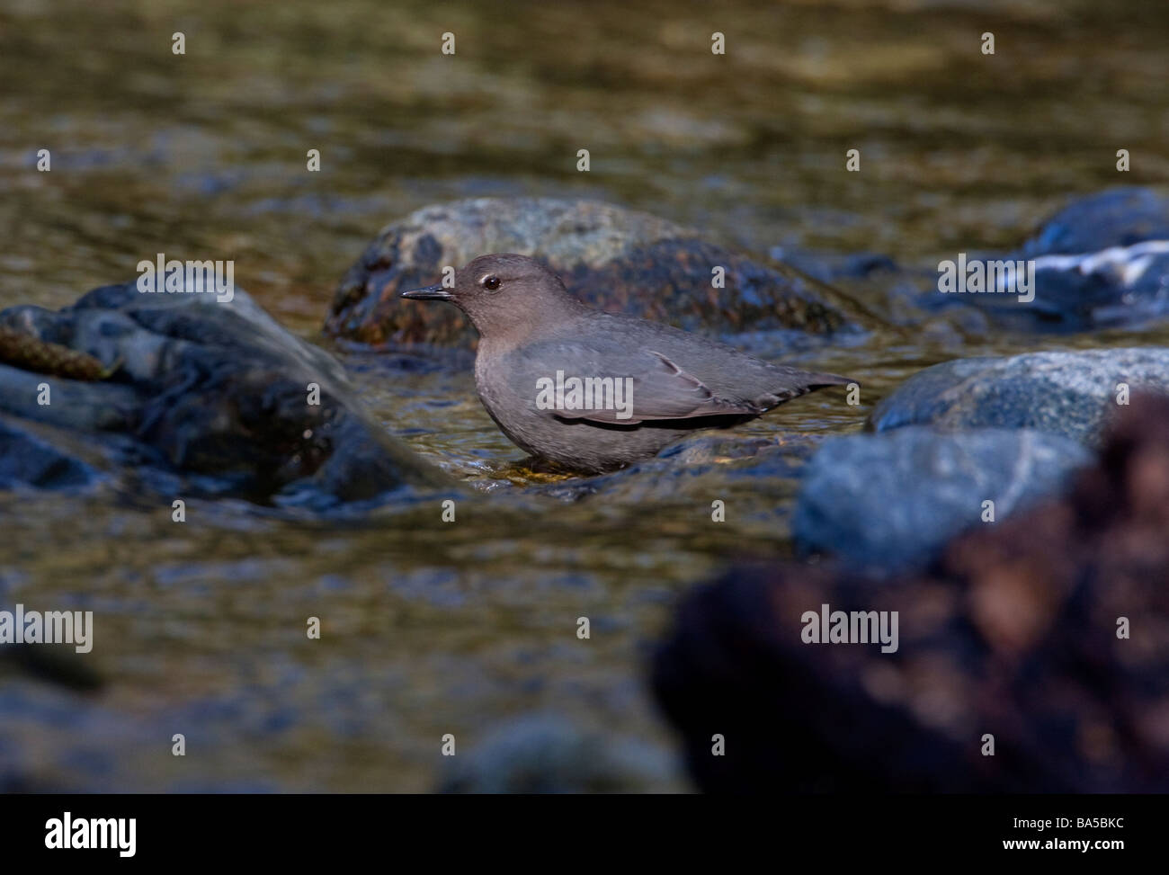 American Dipper Cinclus mexicanus standing in rushing stream at Goldstream Park Victoria Vancouver Island in April Stock Photo