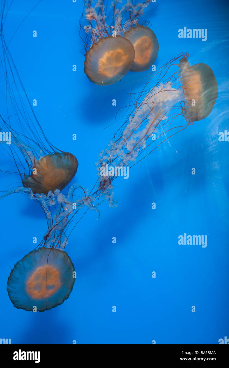 Jellies at the Long Beach Aquarium of the Pacific on April 7th 2009 in Long Beach Jellies aka jellyfish are a very popular exhib Stock Photo