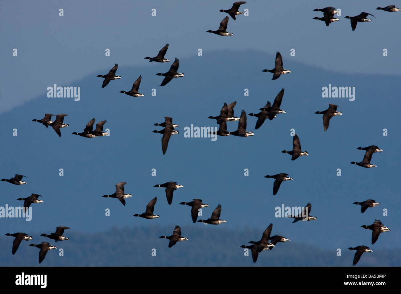 Brant Geese Branta bernicla - a flock in flight over Parksville Bay Vancouver Island BC in March after feeding on herring spawn Stock Photo