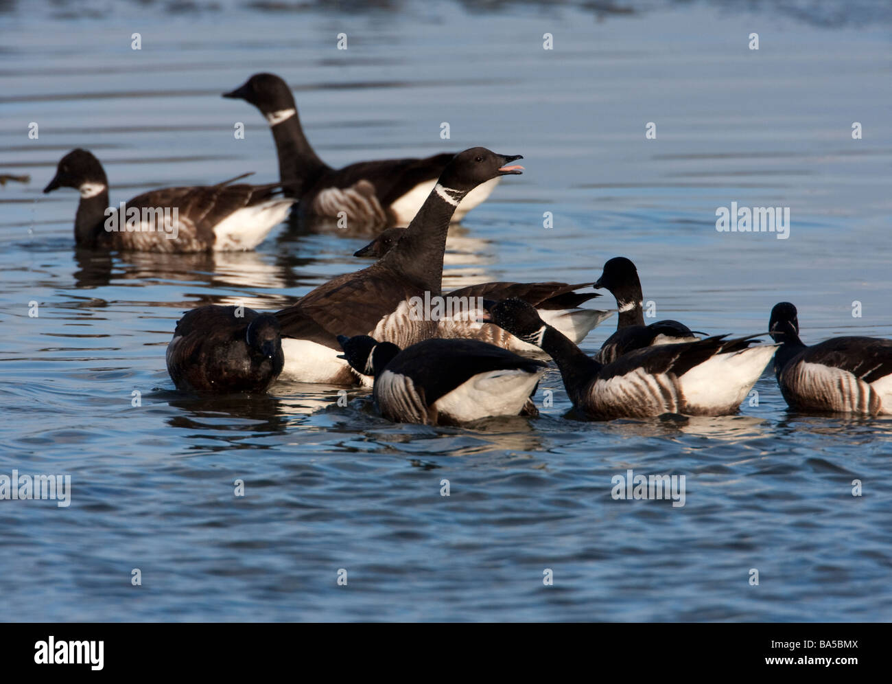 Brant Geese Branta bernicla swimming in Parksville Bay Vancouver Island BC in March and feeding on herring spawn Stock Photo