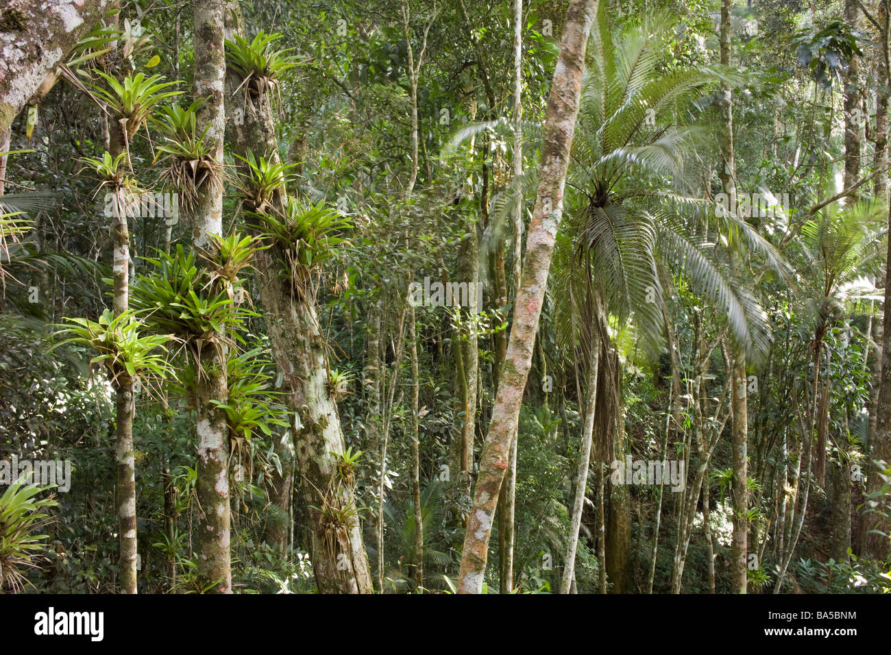 Bromelias and palm trees Stock Photo