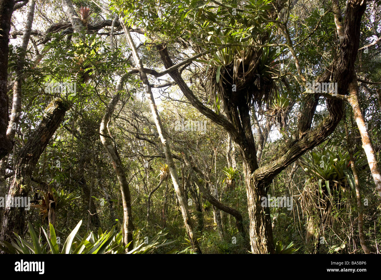 Forest scene with bromelias. Stock Photo