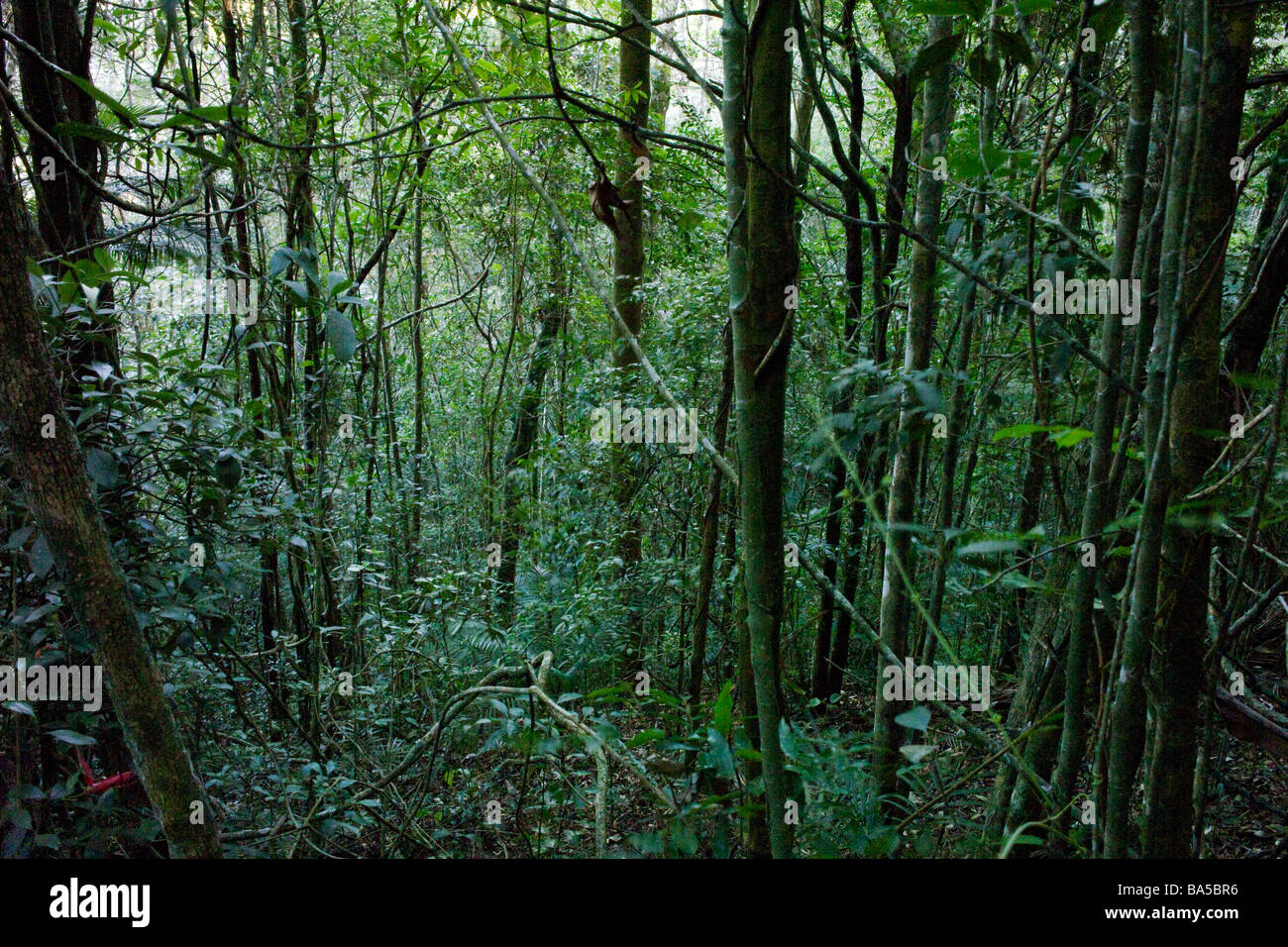 Tree trunks and vines in the jungle. Stock Photo