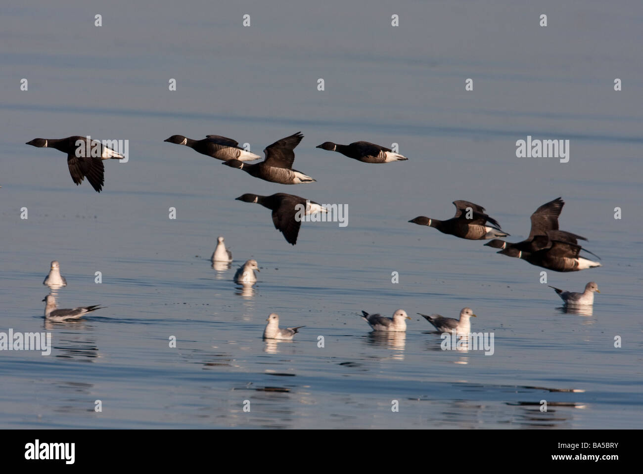 Brant Geese Branta bernicla a small flock getting airborne over Parksville Bay Vancouver Island BC in March Stock Photo