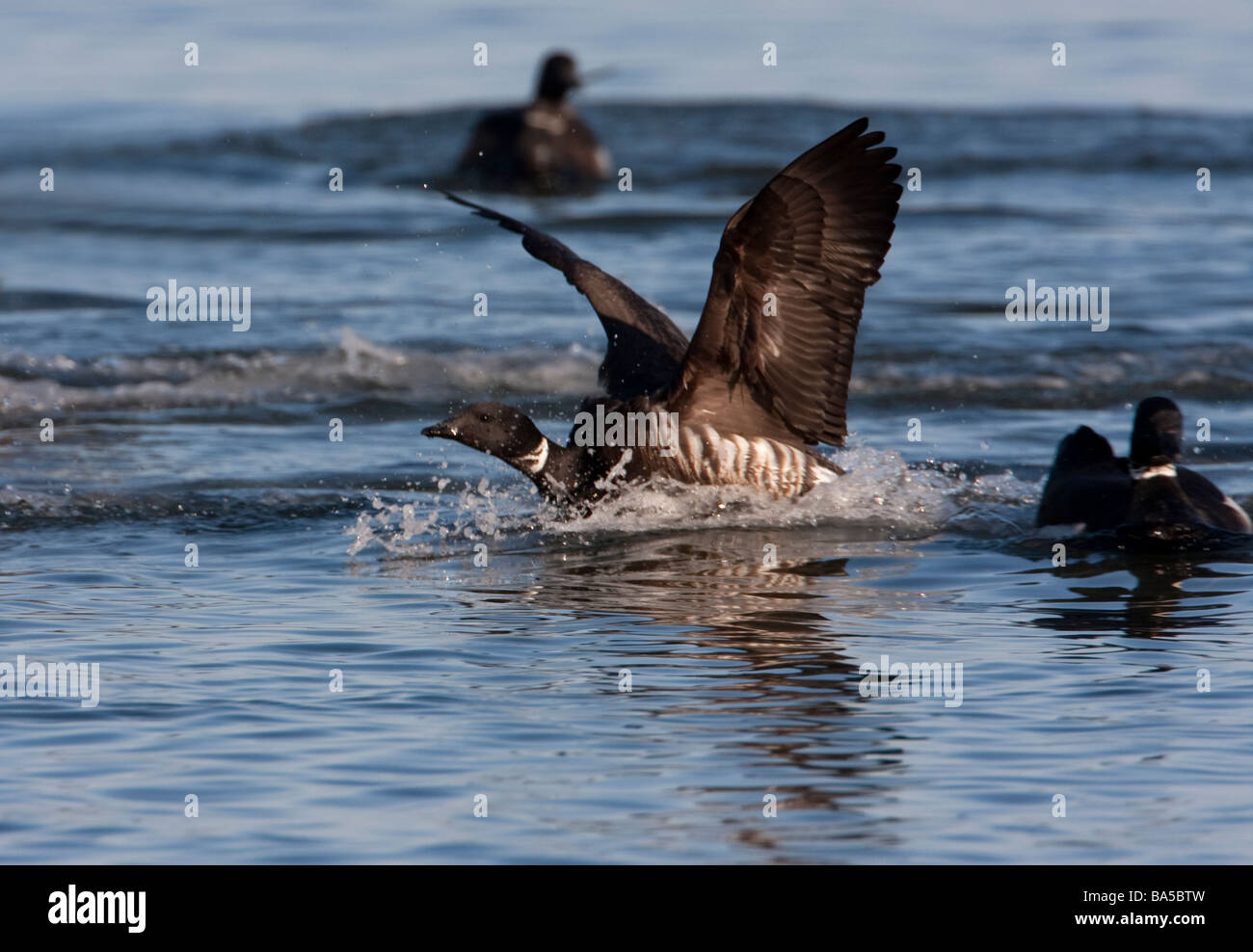 Brant Goose Branta bernicla just landed on ocean to feed on herring spawn at Parksville Bay Vancouver Island BC in March Stock Photo