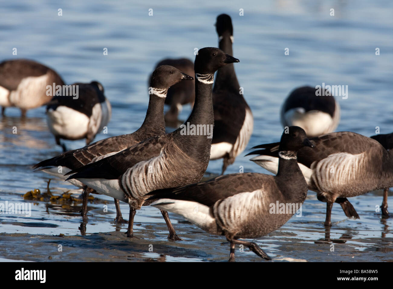 Brant Geese Branta bernicla feeding on herring spawn in shallow sea water at Parksville Bay Vancouver Island BC in March Stock Photo