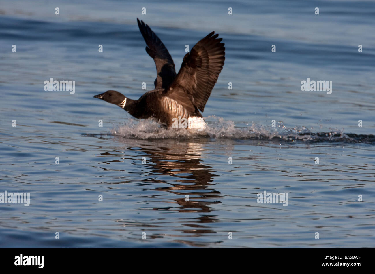 Brant Goose Branta bernicla - getting airborne in Parksville Bay Vancouver Island BC in March after feeding on herring spawn Stock Photo