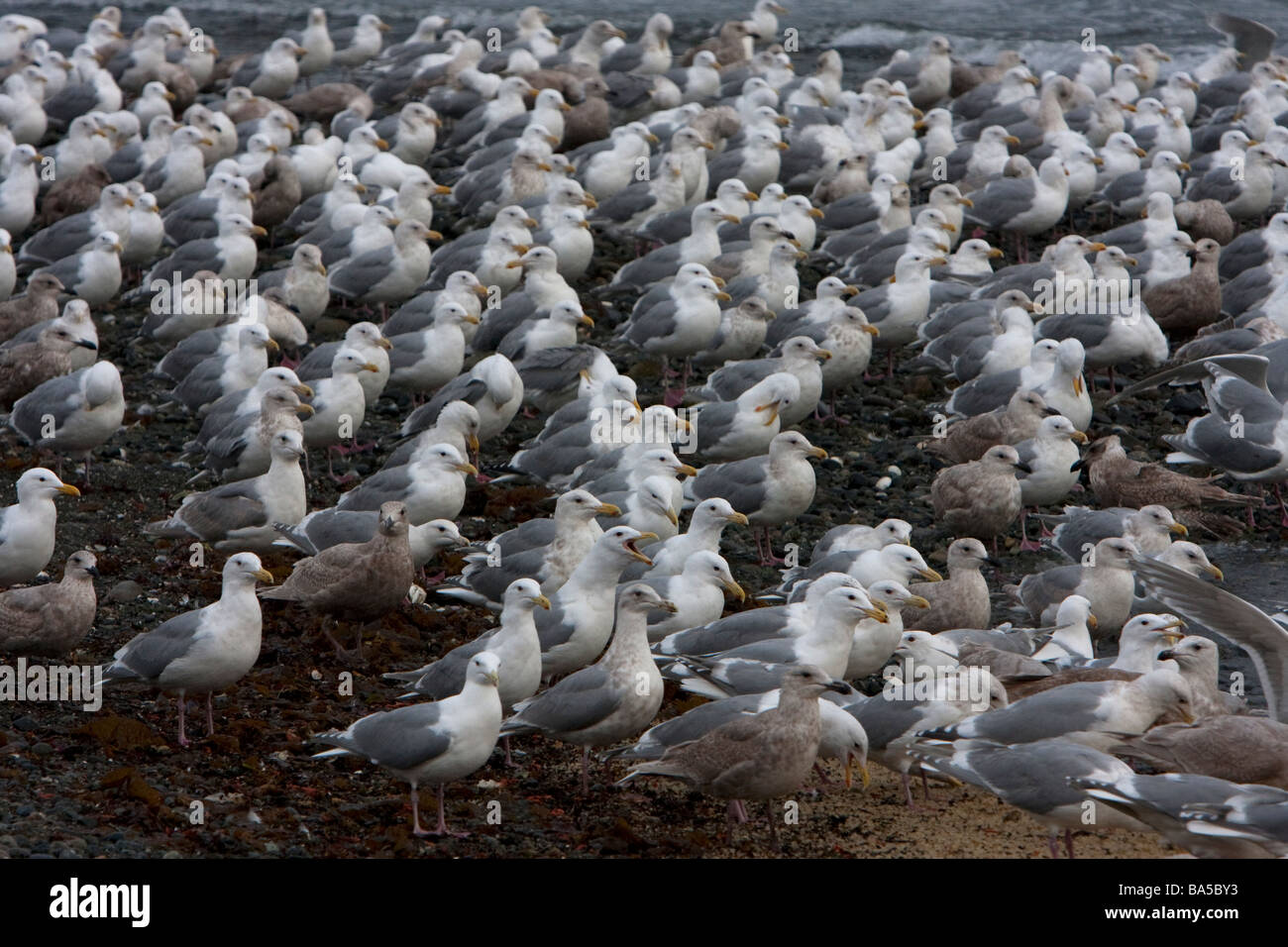 A large number of various gulls on beach feeding on herring spawn in