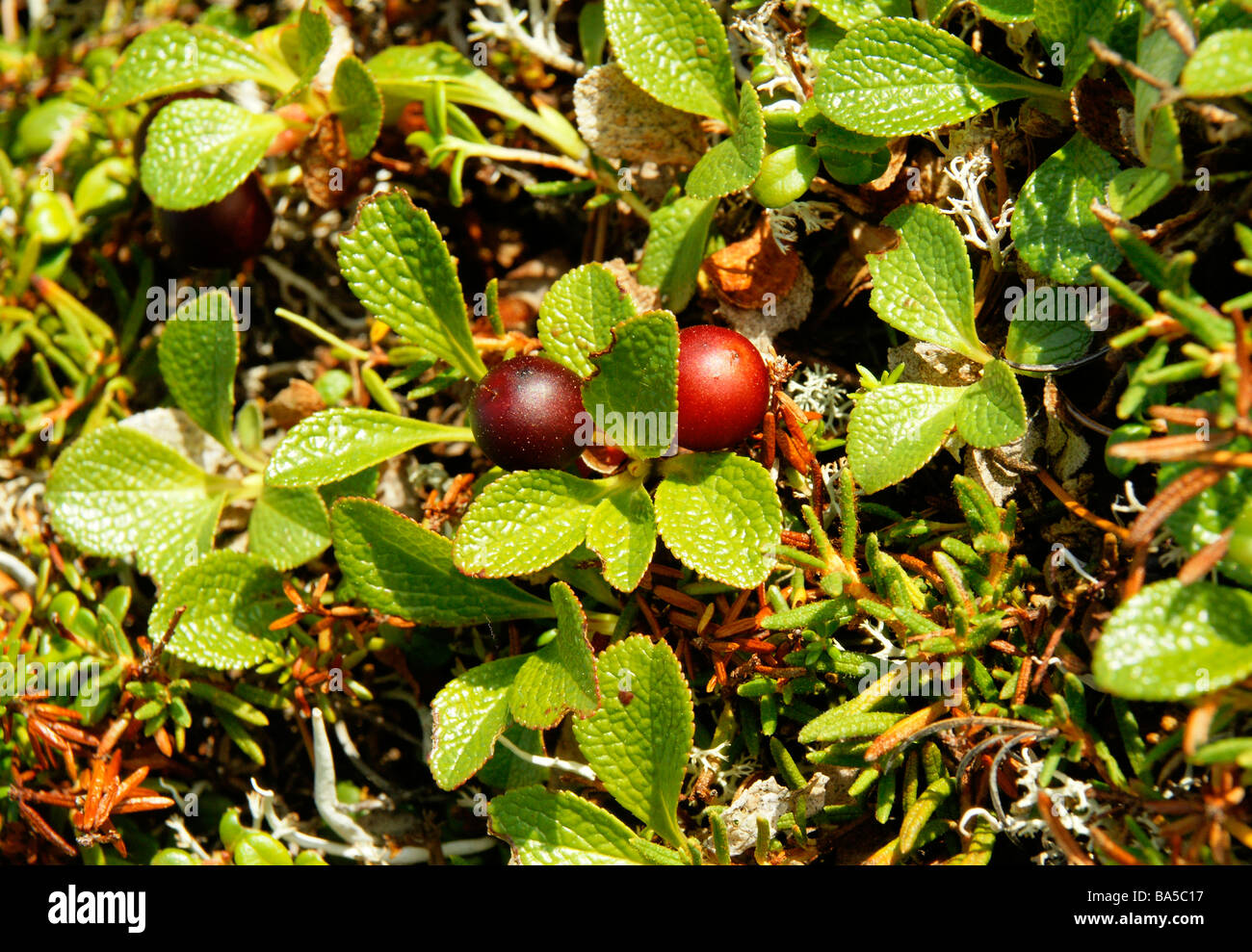 Alpine bearberry (Arctous alpine) Stock Photo