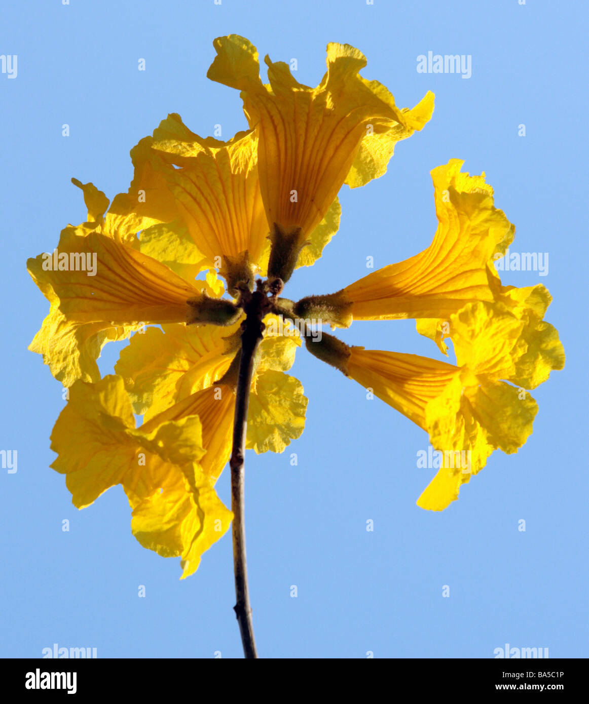 Tabebuia chrysantha flowers bloom in spring Taiwan Stock Photo