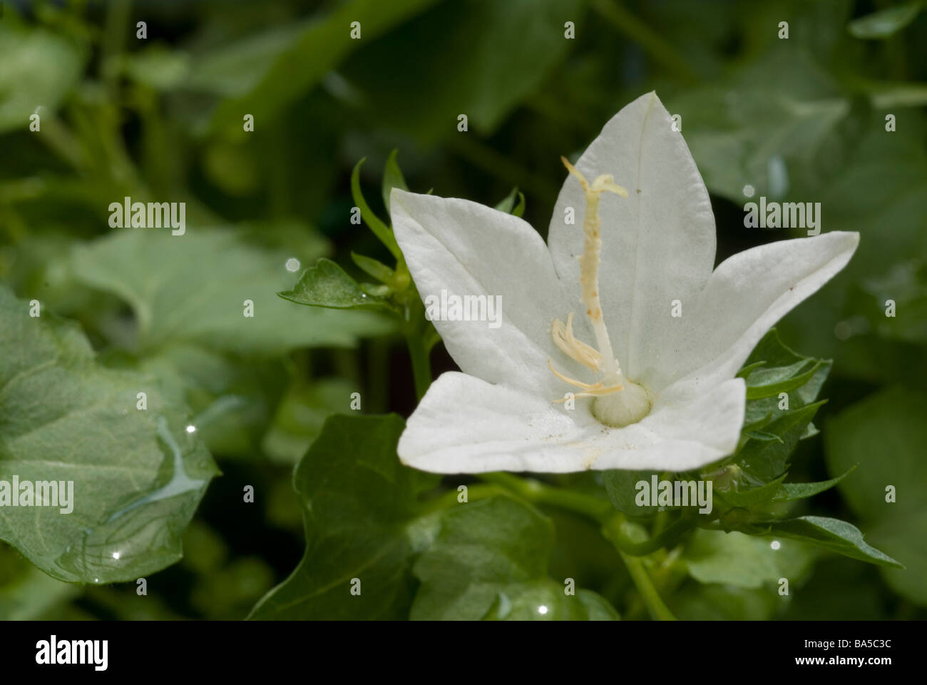 Flower of Campanula sp., Campanulaceae Stock Photo