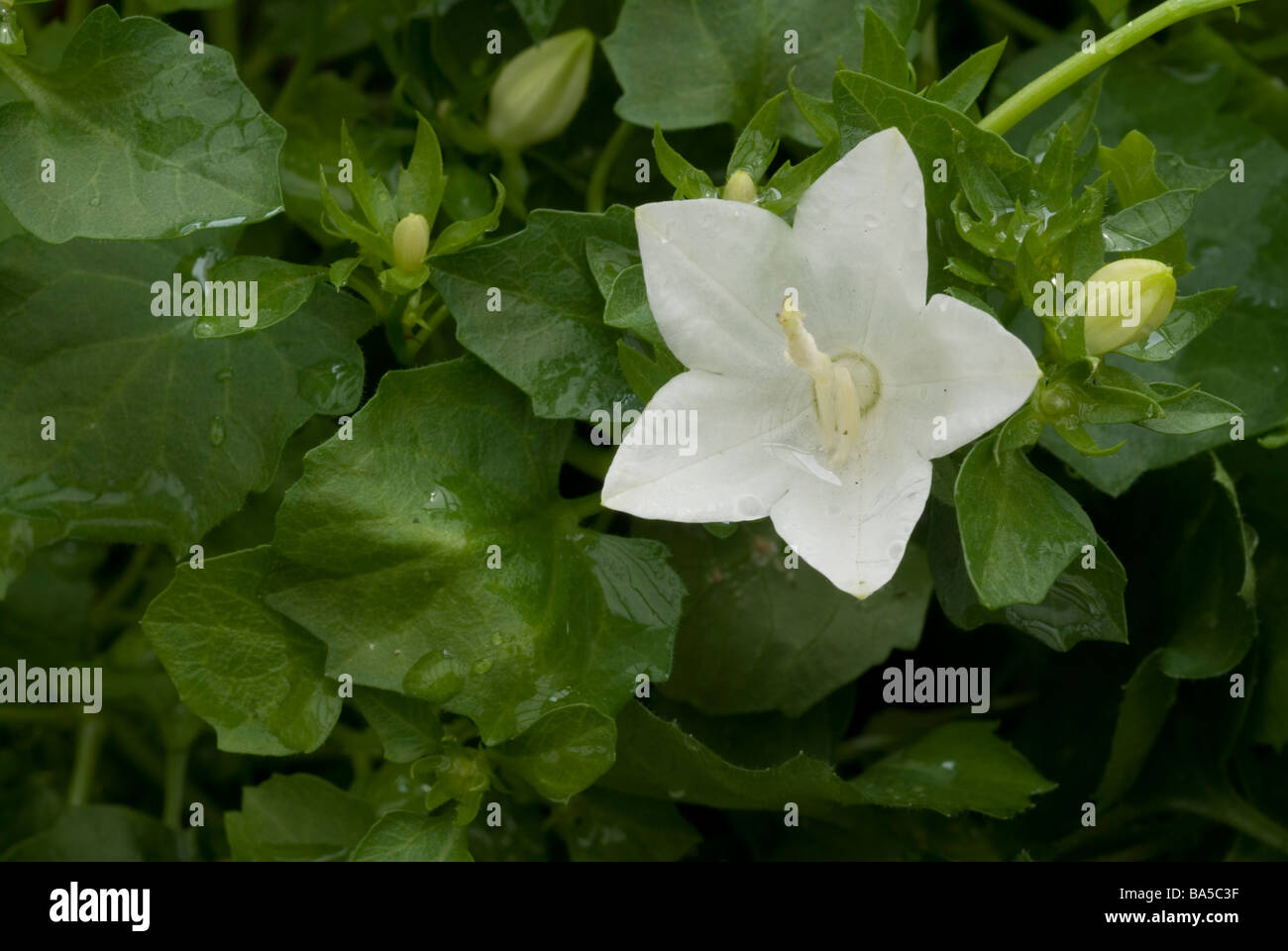 Flower of Campanula sp., Campanulaceae Stock Photo