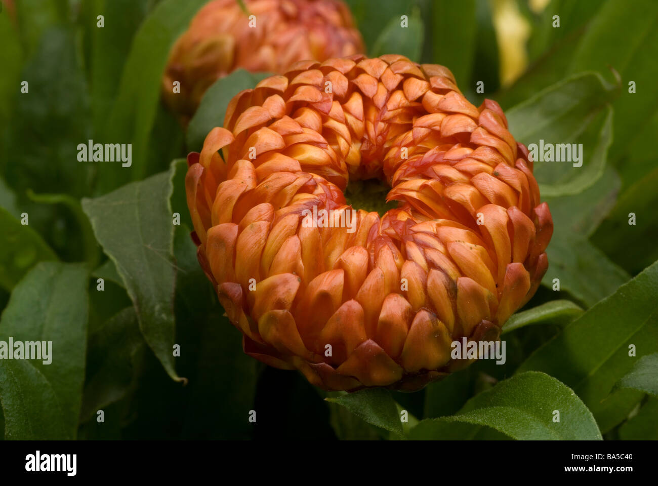 Paper daisy Helichrysum bracteatum, Asteraceae Stock Photo