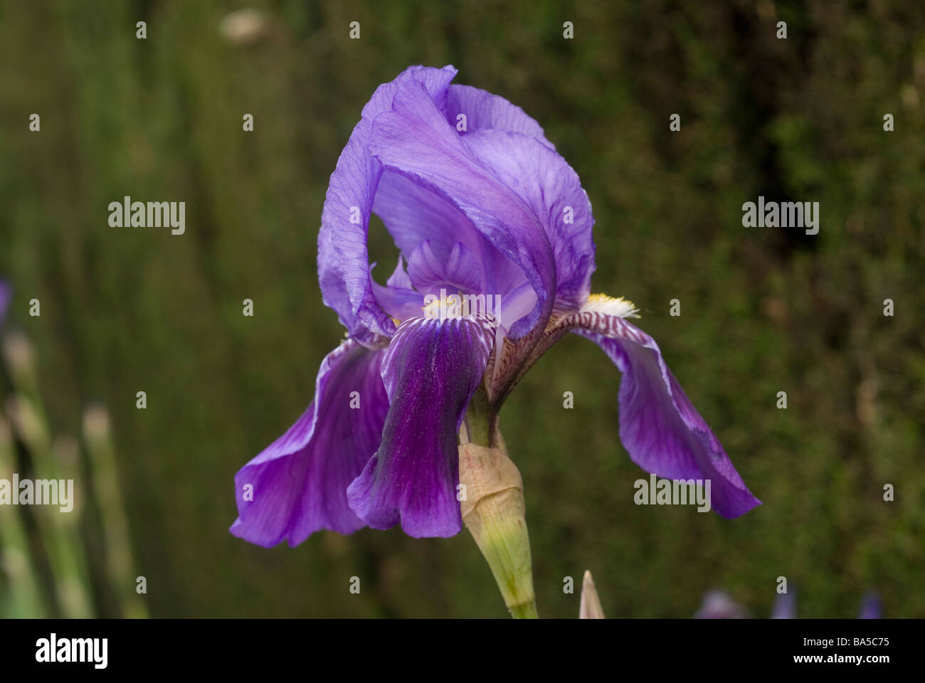 Iris barbata subspecies elarior "Blue Shimmer", Iridaceae Stock Photo