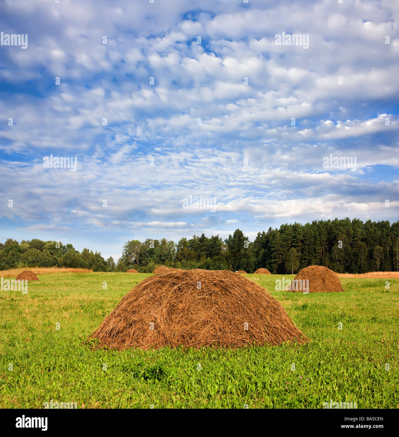 hay in a field a blue cloudy sky Stock Photo - Alamy