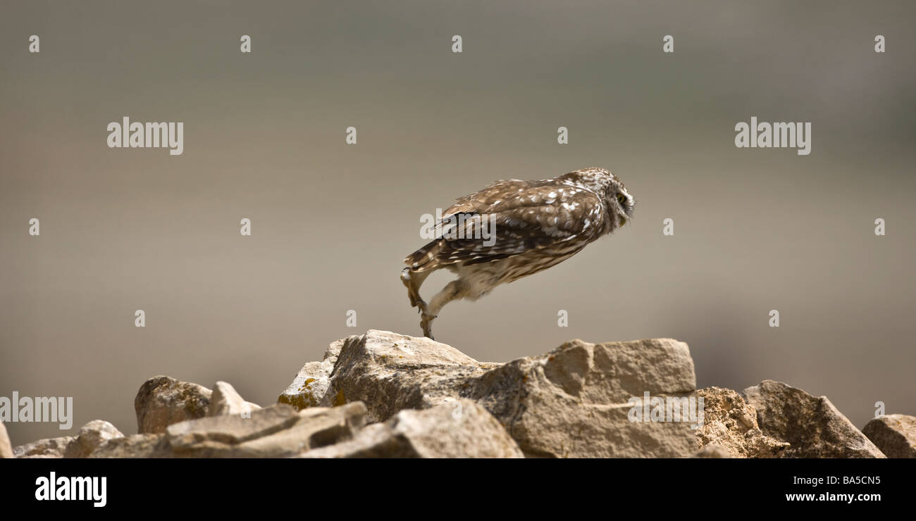 Little Owl Athene noctua leaping across rocks Stock Photo