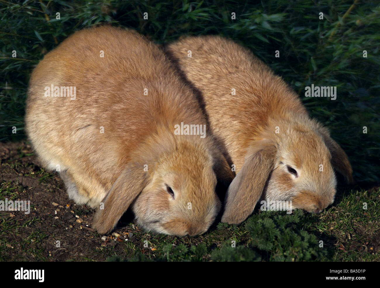 Two Beige Lop-Eared Rabbits Stock Photo - Alamy