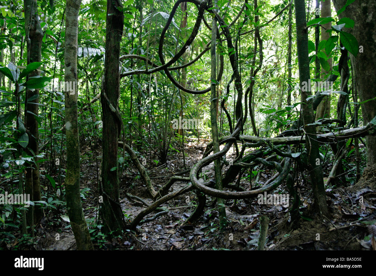 Entangled vines and aerial roots on a trail at Taman Negara, Peninsular Malaysia's largest national park Stock Photo
