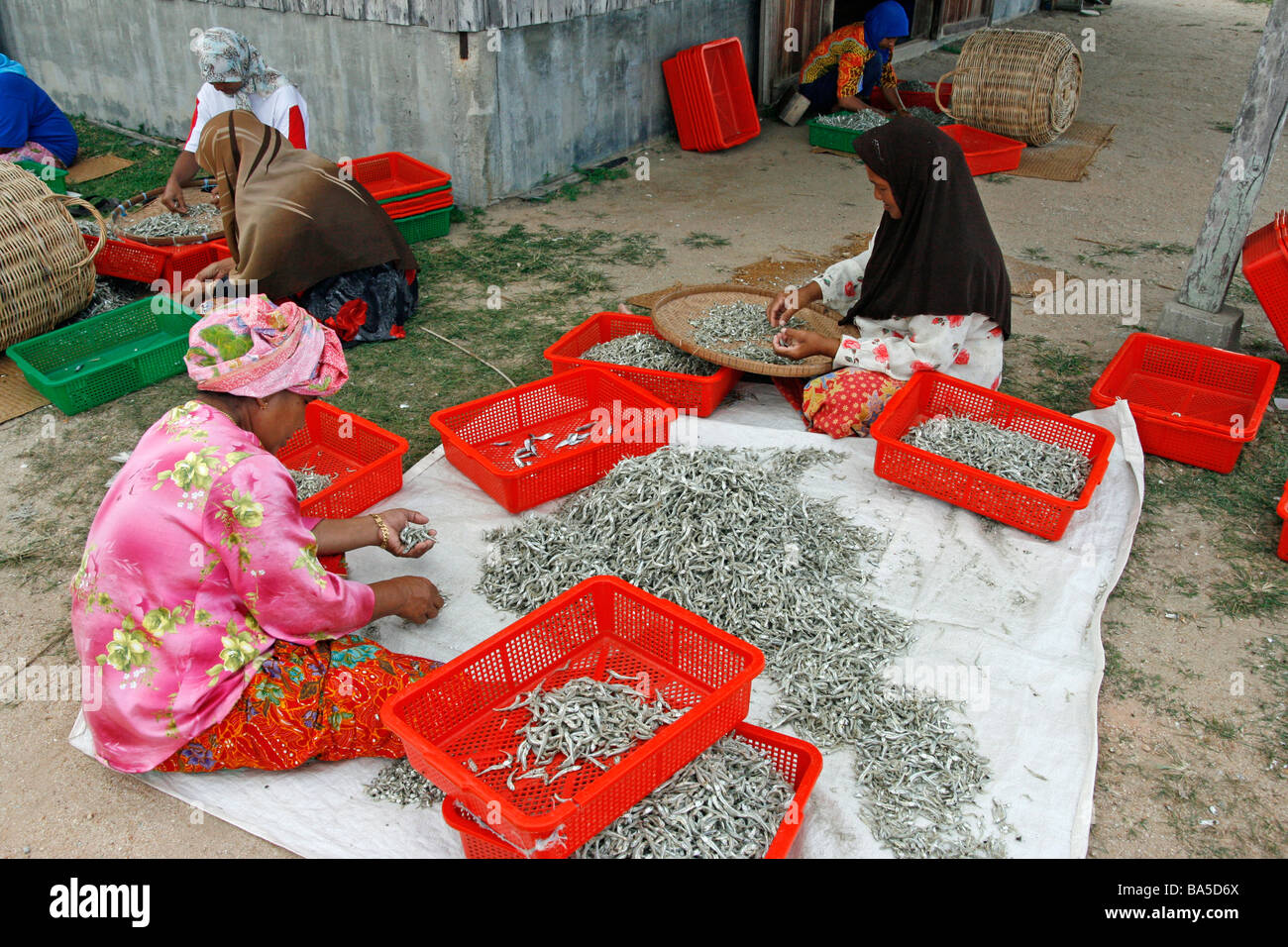 Malay women sort ikan bilis (anchovies) in a fishing village Stock Photo
